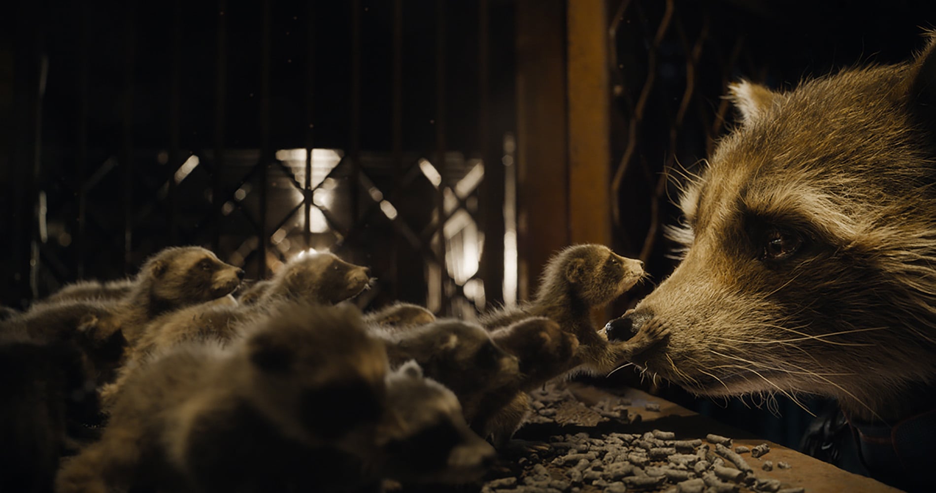 Rocket returns to rescue baby raccoons